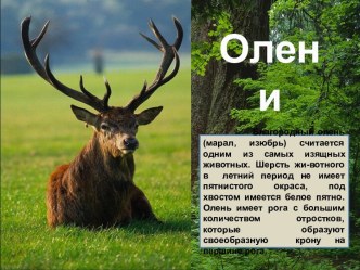 Олени