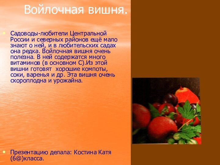 Войлочная вишня.Садоводы-любители Центральной России и северных районов ещё мало знают о ней,