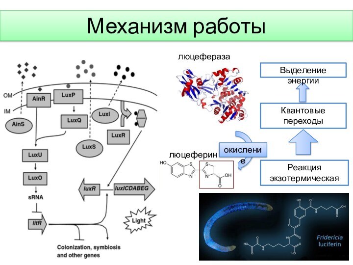 Механизм работылюцеферазалюцеферинокислениеРеакция экзотермическаяКвантовые переходыВыделение энергии