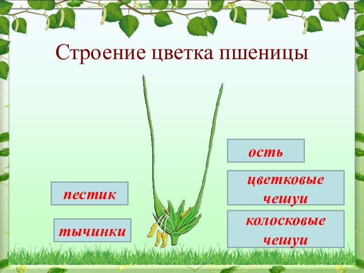 Строение цветка пшеницытычинкипестикостьцветковые чешуиколосковые чешуи