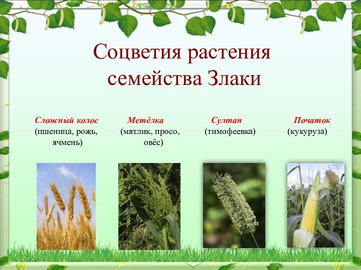 Соцветия растения  семейства ЗлакиСложный колос