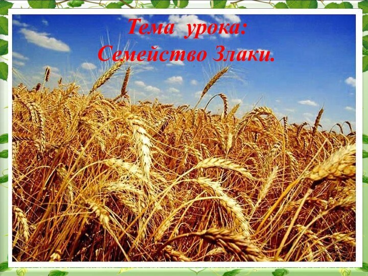 Тема урока: Семейство Злаки.