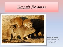 Отряд: Даманы