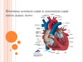 Причины компенсации и декомпенсации митральных пороков