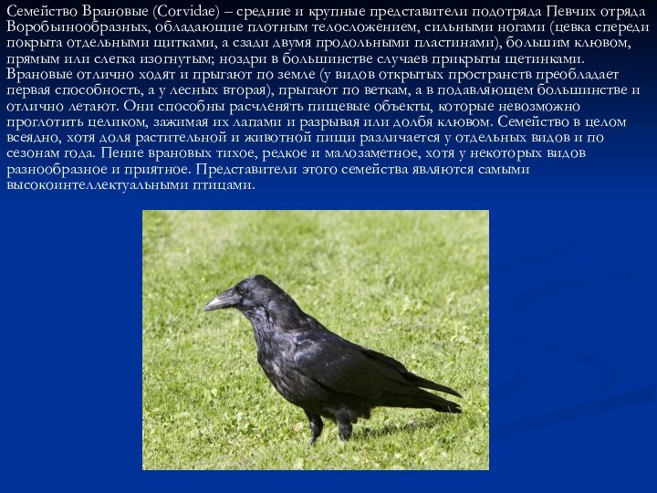 Семейство Врановые (Corvidae) – средние и крупные представители подотряда Певчих отряда Воробьинообразных,