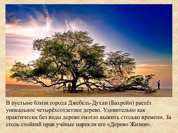 В пустыне близи города Джебель-Духан (Бахрейн) растёт уникальное четырёхсотлетнее дерево. Удивительно как