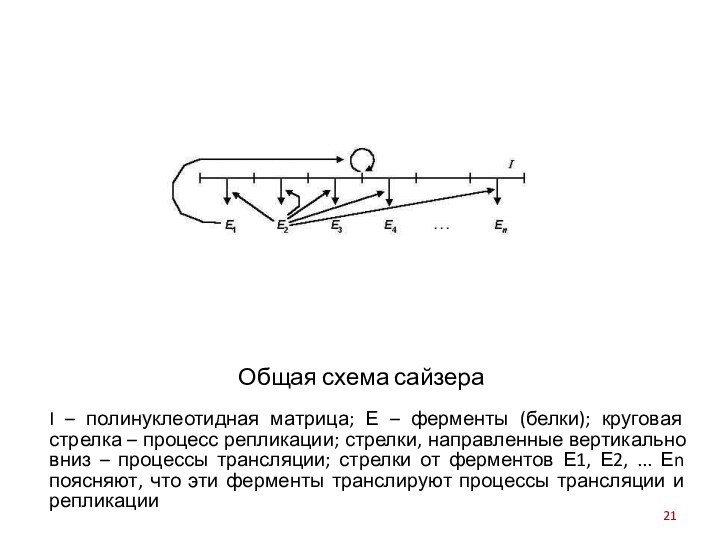 Общая схема сайзераI – полинуклеотидная матрица; Е – ферменты (белки); круговая стрелка