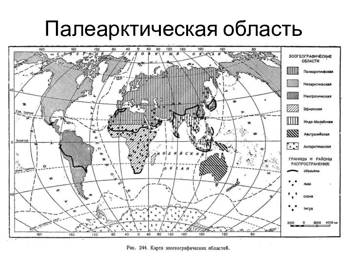 Палеарктическая область