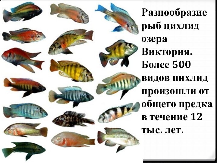 Разнообразие рыб цихлид озера Виктория. Более 500 видов цихлид произошли от общего