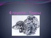 4 группа - Таксы