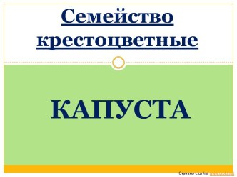 Семейство крестоцветные. Капуста