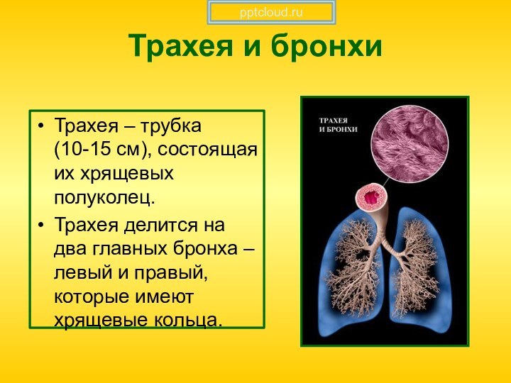 Трахея и бронхиТрахея – трубка (10-15 см), состоящая их хрящевых полуколец.Трахея делится