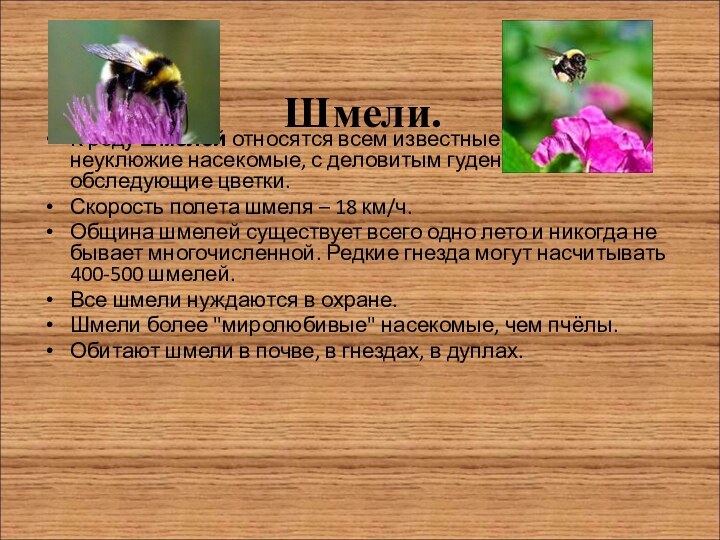 Шмели.К роду шмелей относятся всем известные мохнатые и неуклюжие насекомые, с деловитым гудением