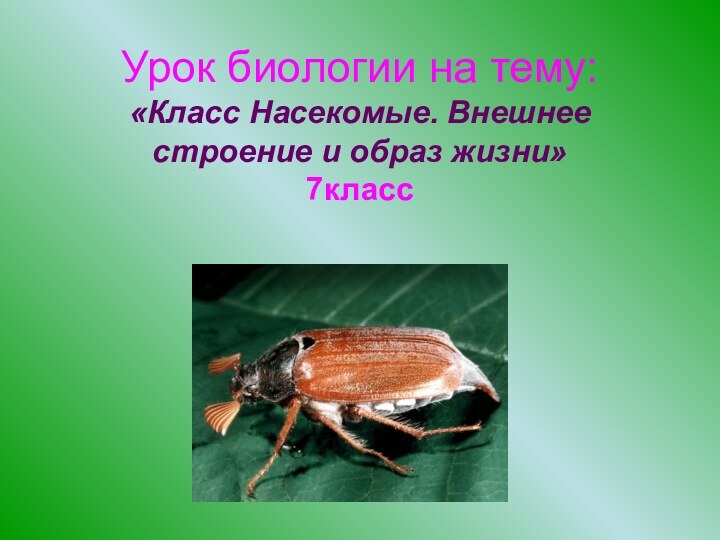 Урок биологии на тему: «Класс Насекомые. Внешнее строение и образ жизни» 7класс