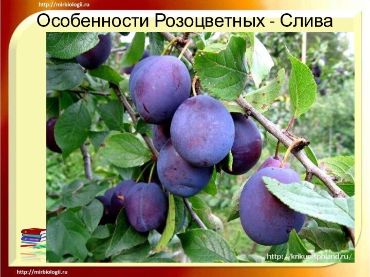 Особенности Розоцветных - Слива.