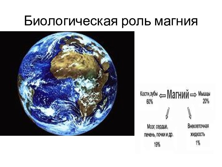 Биологическая роль магния