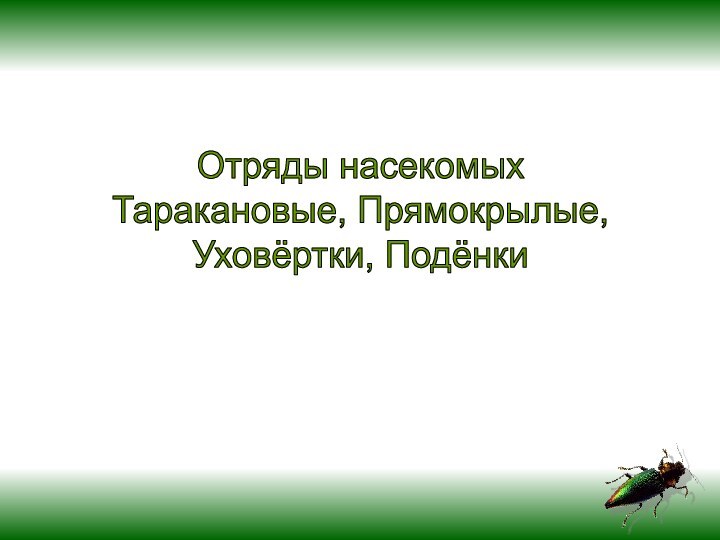 Отряды насекомыхТаракановые, Прямокрылые,Уховёртки, Подёнки