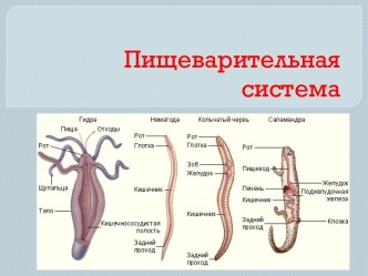 Пищеварительная система живых организмов