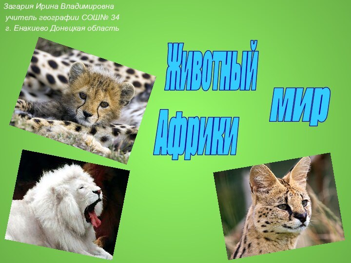 Загария Ирина Владимировна учитель географии СОШ№ 34 г. Енакиево Донецкая областьЖивотныймирАфрики