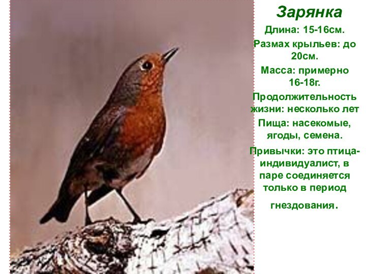 ЗарянкаДлина: 15-16см.Размах крыльев: до 20см.Масса: примерно 16-18г.Продолжительность жизни: несколько летПища: