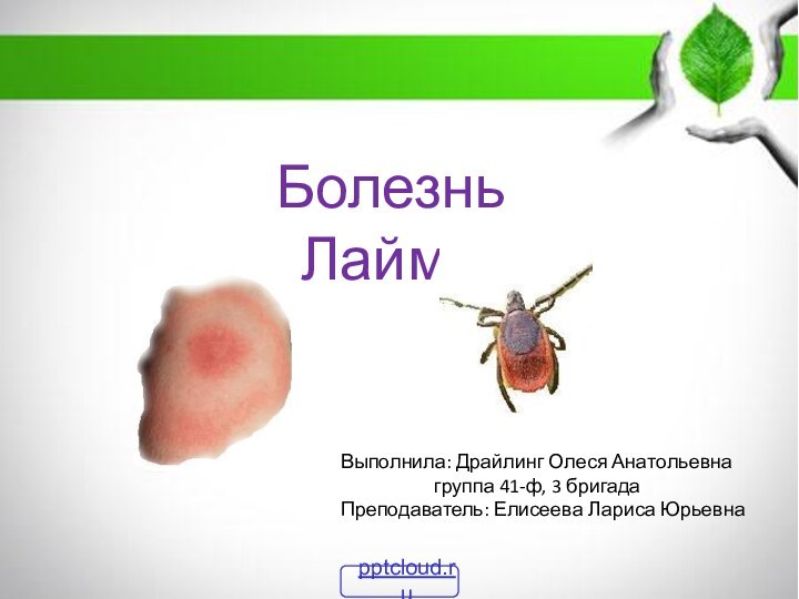 Выполнила: Драйлинг Олеся Анатольевна		  группа 41-ф, 3 бригадаПреподаватель: Елисеева Лариса ЮрьевнаБолезнь Лайма