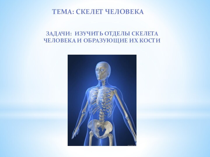 Тема: Скелет ЧЕЛОВЕКАЗадачи: ИЗУЧИТЬ ОТДЕЛЫ СКЕЛЕТА человека и образующие их кости