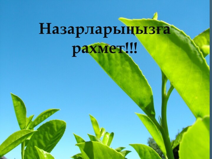 Назарларыңызға рахмет!!!