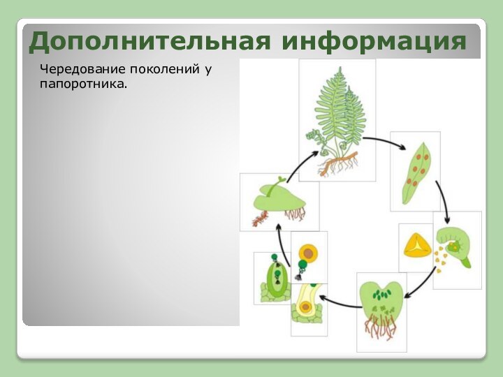 Дополнительная информацияЧередование поколений у папоротника.