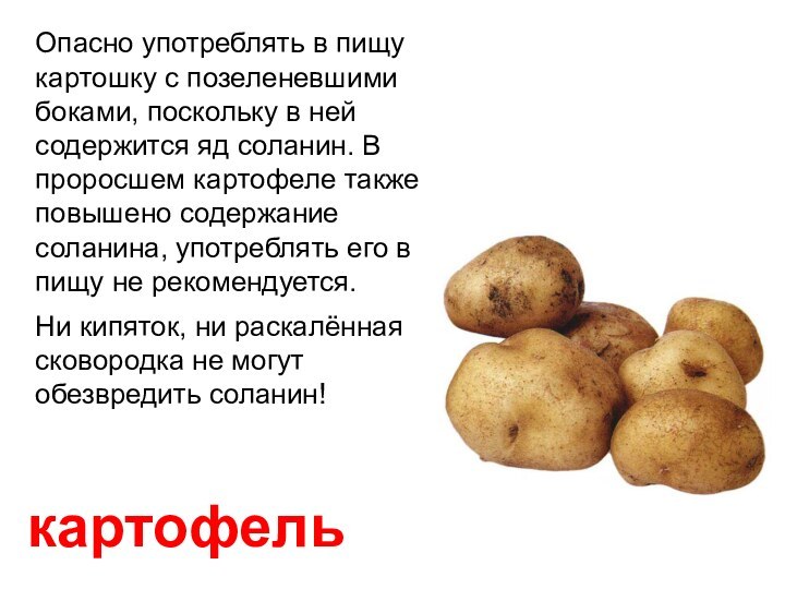 картофельОпасно употреблять в пищу картошку с позеленевшими боками, поскольку в ней содержится