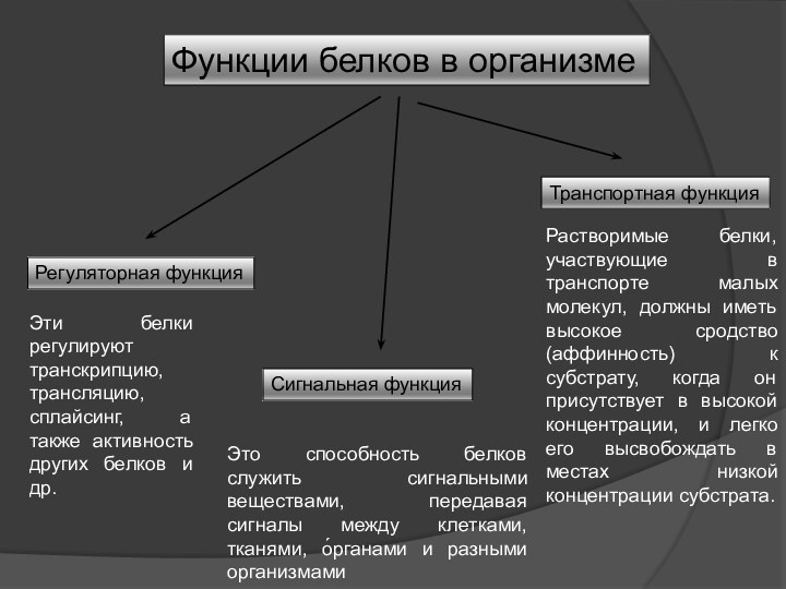 Функции белков в организмеРегуляторная функцияЭти белки регулируют транскрипцию, трансляцию, сплайсинг, а также