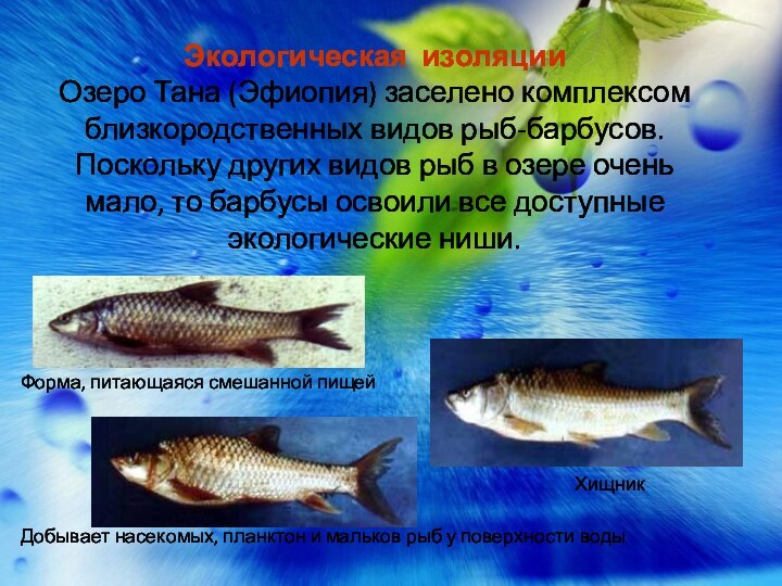 Экологическая изоляцииОзеро Тана (Эфиопия) заселено комплексом близкородственных видов рыб-барбусов. Поскольку других видов