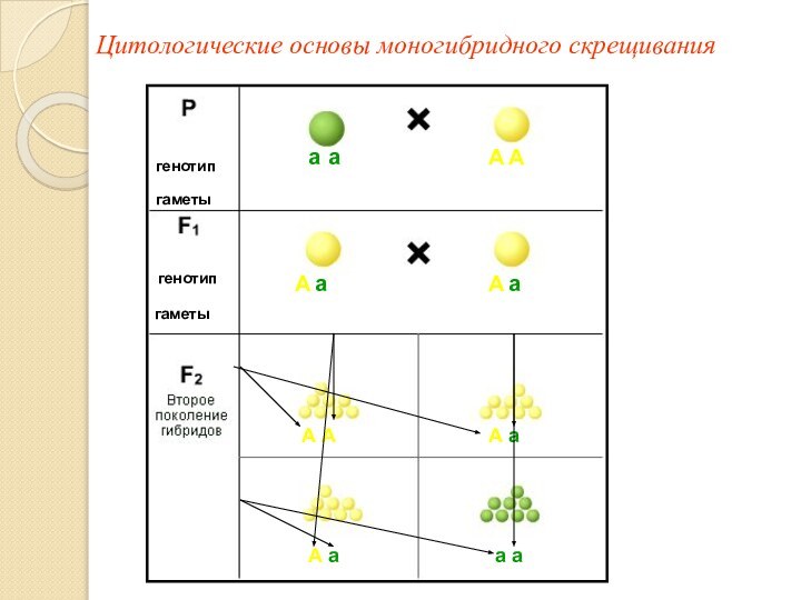 Цитологические основы моногибридного скрещиванияааААААааА АА аА аа а