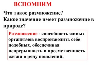 Половое размножение животных