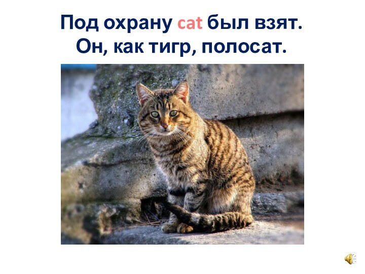 Под охрану cat был взят. Он, как тигр, полосат.