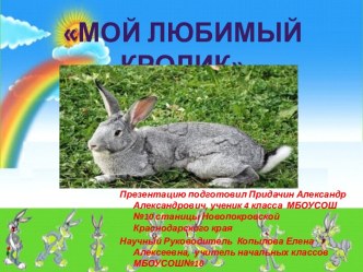 Мой любимый кролик