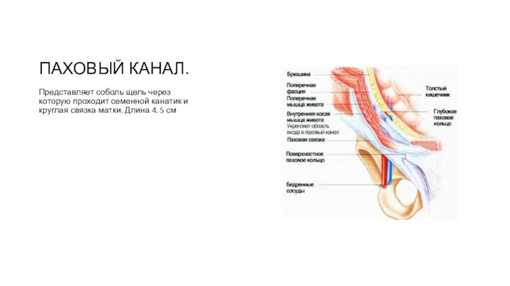 ПАХОВЫЙ КАНАЛ.Представляет соболь щель через которую проходит семенной канатик и круглая связка