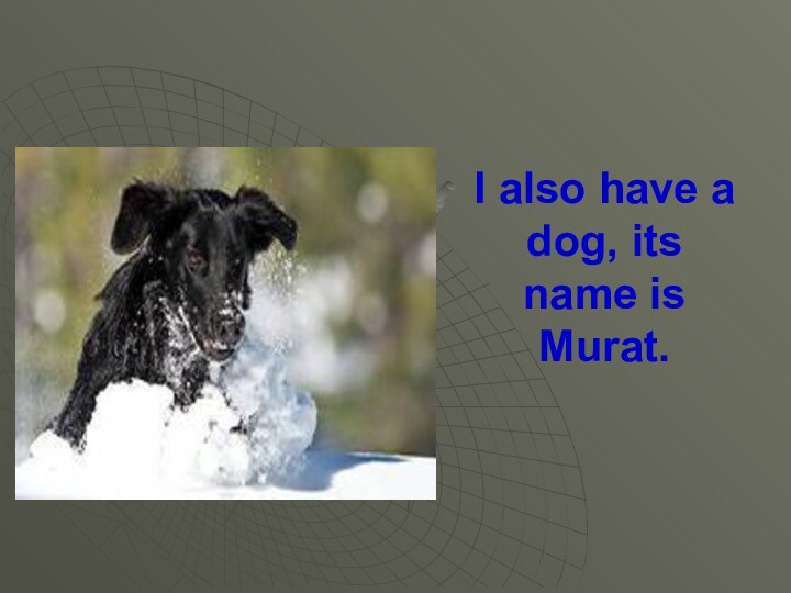 I also have a dog, its name is Murat.