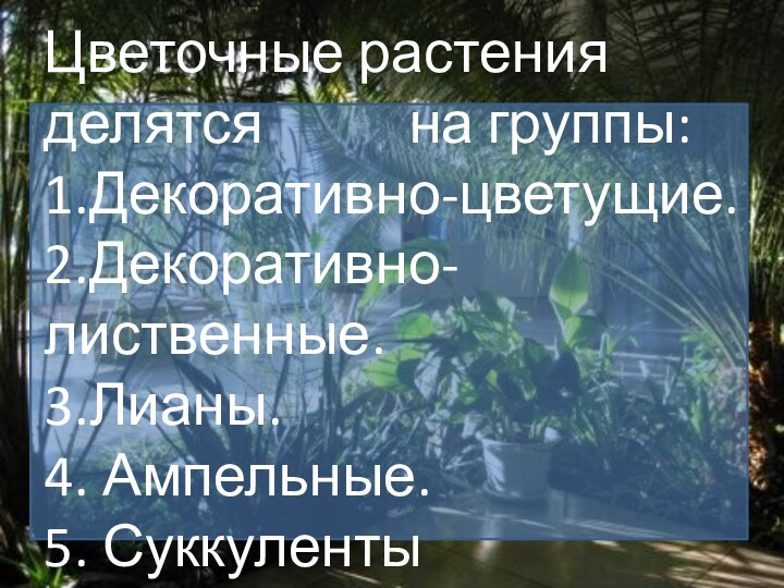 Цветочные растения делятся      на группы:1.Декоративно-цветущие.2.Декоративно-лиственные.3.Лианы.4. Ампельные.5. Суккуленты