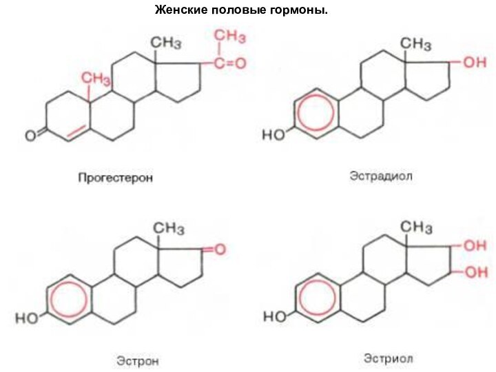 Женские половые гормоны.