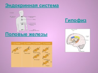 Эндокринная система. Гипофиз. Половые железы