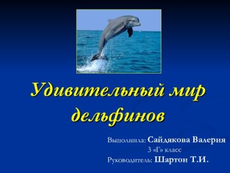 Удивительный мир дельфинов