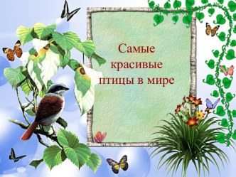 Самые красивые птицы в мире