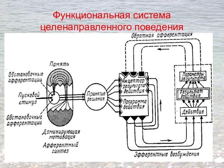 Функциональная система целенаправленного поведения