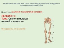 Скелет и мышцы нижней конечности. Лекция 7