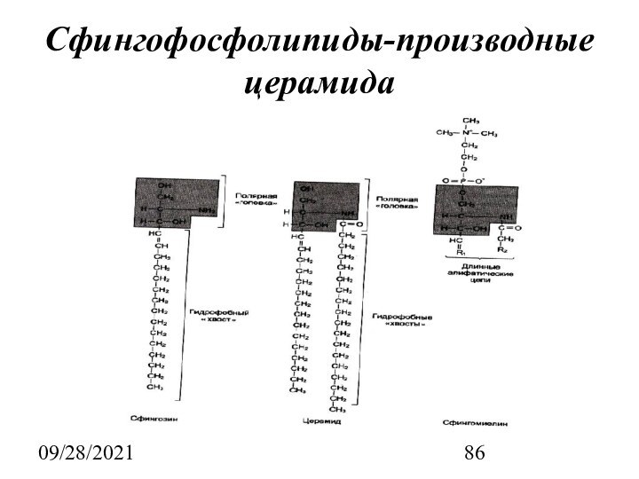 09/28/2021Сфингофосфолипиды-производные церамида