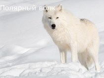 Полярный арктический волк