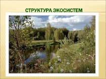 Структура экосистем