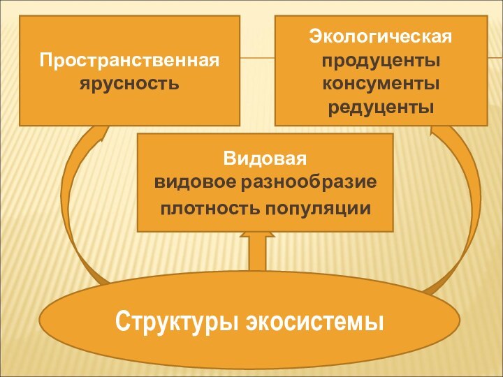 Видовая видовое разнообразие плотность популяции ПространственнаяярусностьЭкологическая продуценты консументы редуцентыСтруктуры экосистемы