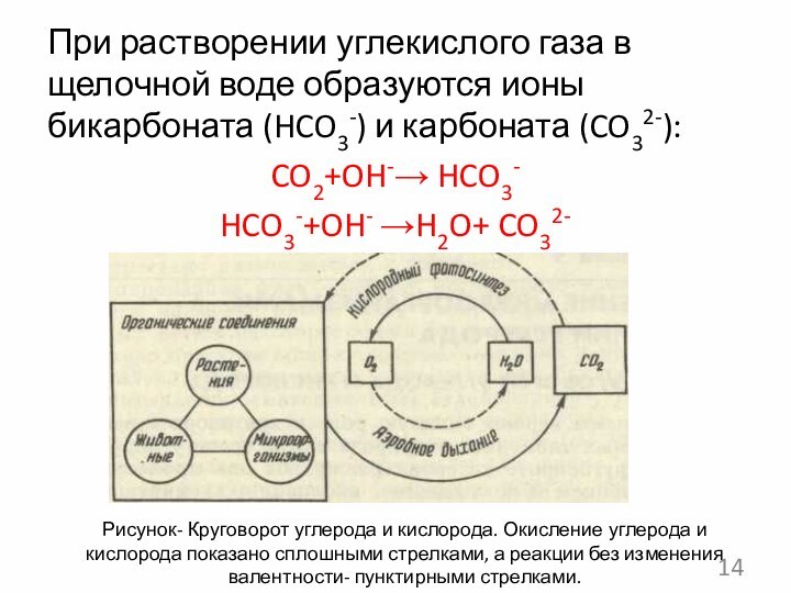 При растворении углекислого газа в щелочной воде образуются ионы бикарбоната (HCO3-) и