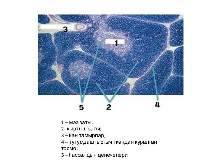 1 – мээ заты;2- кыртыш заты;3 – кан тамырлар;4 – тутумдаштыргыч ткандан